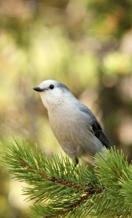 bird-8421980_1920